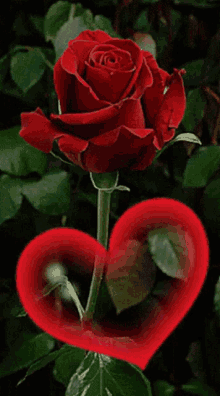 rose love heart i love you