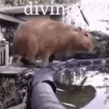 Capybara Pool GIF