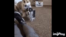 Funny Animals Dogs GIF - Funny Animals Dogs When The Semester Hits You Hard GIFs