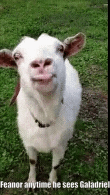 Goat Lick GIF - Goat Lick Feanor GIFs