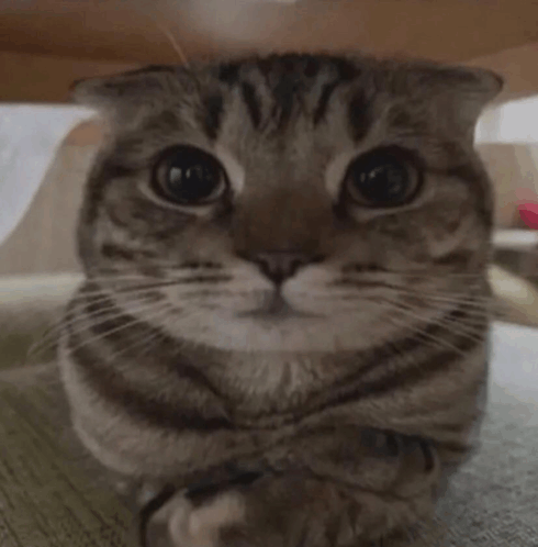 Sherbert Cat GIF - SHERBERT CAT Cute - Discover & Share GIFs