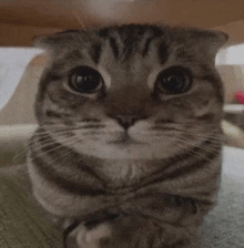 Sherbert Cat GIF - Sherbert Cat Cute GIFs