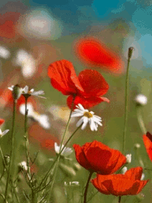 Red Roses GIF - Red Roses And GIFs