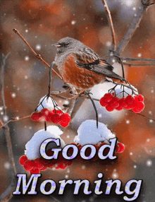 Good Morning Bird GIF - Good Morning Bird Snowfall GIFs