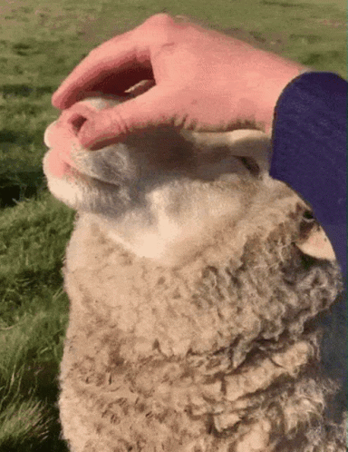 A sheep getting petted