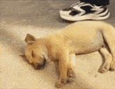 Puppy Tired Puppy GIF - Puppy Tired Puppy Sleeping Dog GIFs