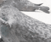 two seals are laying on top of each other on the ice .