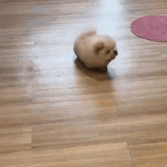 Potato puppy clearance