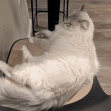 a fluffy white cat is laying on its back on a black chair