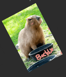 a picture of a capybara sitting next to a bowl that says " backy "