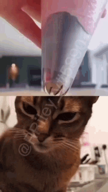 Cat Khat GIF - Cat Khat GIFs