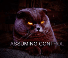 Cat Assuming GIF - Cat Assuming Control GIFs