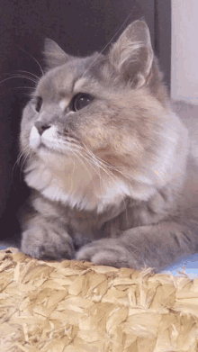 Pet Cat GIF - Pet Cat Pbone GIFs