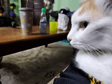 Cat Cat Meme GIF - Cat Cat Meme Side Eye GIFs