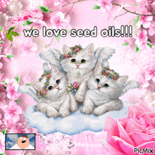 a picture of three kittens with flowers on their heads and the words we love seed oils !!!