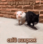 two pigs standing next to each other with a brick wall in the background and a caption in russian