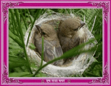 hi bird blink nest