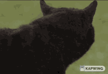 Black Cat Metlife GIF - Black Cat Metlife Cat GIFs