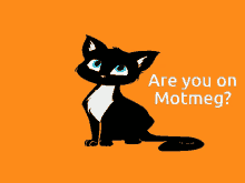 Motmeg Cat Meo GIF - Motmeg Cat Meo Cat Lovely GIFs