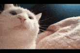 a close up of a white cat looking up at the camera