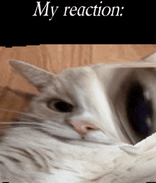 Highfive'S Distorted Obese Cat GIF