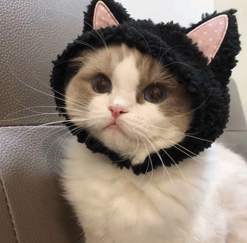 Cat Cute Cat GIF - Cat Cute Cat Cat With Hat - Discover & Share GIFs