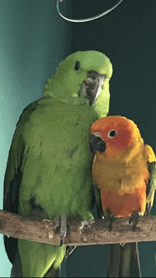 Best Friends Color Blind GIF