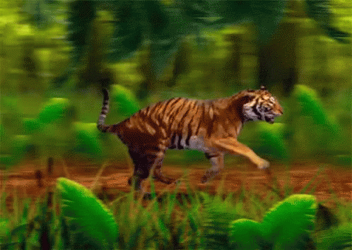 “Running Tiger”GIF | Tenor