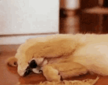 Tô Caindo De Sono / Cachorro / Dormindo / Cansado / Cansada / Sono GIF - Dog Doggo Golden Retriever GIFs