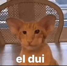 a cat is sitting in a chair with the words `` el dui '' on it .