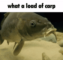 Shrimple Its As Shrimple As That GIF - Shrimple Its As Shrimple As That What A Load Of Carp GIFs