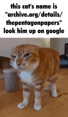 a cat standing on a wooden floor with a caption that says " this cat 's name is " archive.org