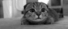 Super Scared Kitten GIF