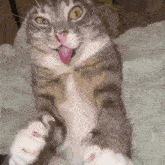 a cat with its tongue hanging out is laying on its back