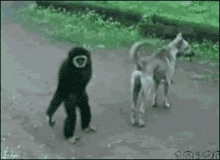 Monkey Dog GIF - Monkey Dog Annoying GIFs