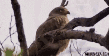 Bird Surprised GIF - Bird Surprised Shocked GIFs