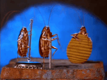Musical Cockroaches GIF - Bugs Bug Insects GIFs