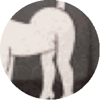 a black and white photo of a dog 's butt in a circle