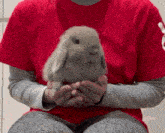 a person in a red shirt holds a small rabbit
