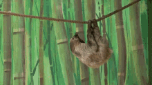 Sloth Swing GIF - Sloth Swing Rope GIFs