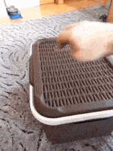 a cat is playing with a litter box on a rug .