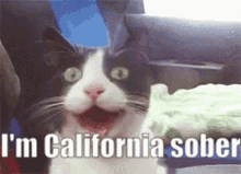 California Sober Demi Lovato GIF - California Sober Demi Lovato Cat GIFs