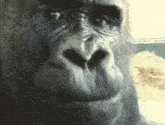 a close up of a gorilla 's face with a serious look on his face
