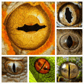 Lizard Eyes Webcaveman GIF - Lizard Eyes Webcaveman GIFs