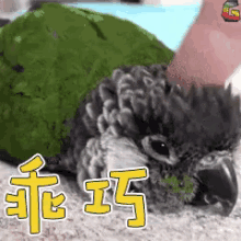 鹦鹉 可爱 乖巧 抚摸 GIF - Parrot Cute Adorable GIFs