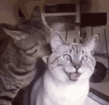 Funny Cats Cats GIF - Funny Cats Cats Funny GIFs