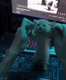 Cat Groove GIF - Cat Groove Dance GIFs