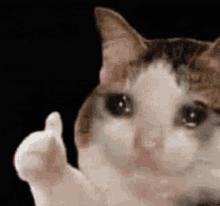 Ok Cat GIF - Ok Cat GIFs