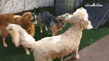 Barks And Recreation Barking GIF - Barks And Recreation Barking Howling GIFs