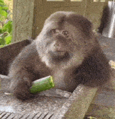 a monkey is sitting on a sink holding a cucumber in its hand .
